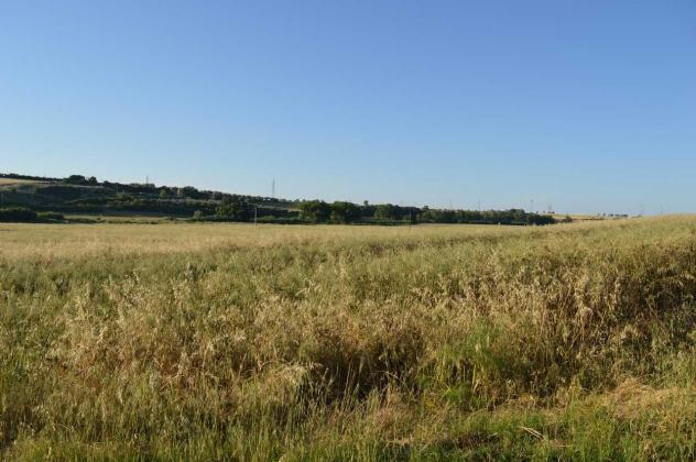 Terreno agricolo in affitto a Montalto di Castro 200000 mq Rif: 1448695