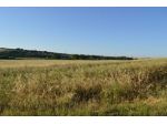 Terreno agricolo in affitto a Montalto di Castro 200000 mq  Rif: 1448695