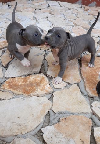 Cuccioli Amstaff Blu con pedigree in Puglia Bari Lecce Taranto Foggia - Foto 7