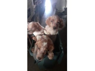 Cucciole di Espaniel Breton