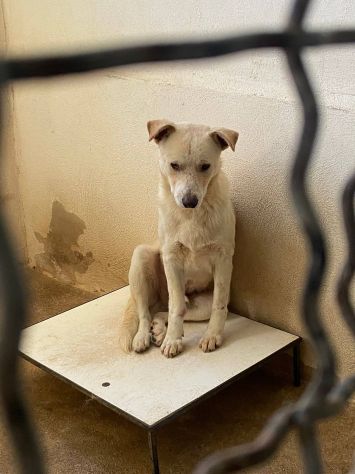 LIVIO UNA SPERANZA PER LUI, CANE IN ADOZIONE TG MEDIA - Foto 6