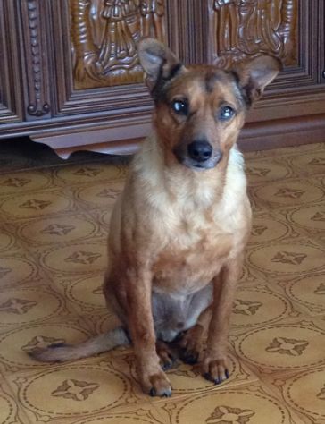 MERLINO non sa far magie! - Foto 3