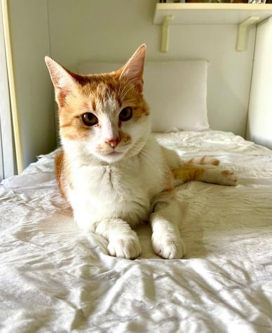 Red meraviglioso gattino cerca famiglia x sempre - Foto 7