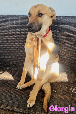 Cucciola meravigliosa!!! - Foto 4