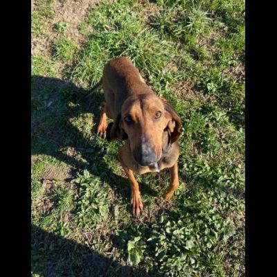 ZARA LA DOLCEZZA INFINITA, CAGNOLINA IN ADOZIONE - Foto 6