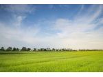 Viareggina in vendita a Pontasserchio - San Giuliano Terme 47 mq  Rif: 1453064
