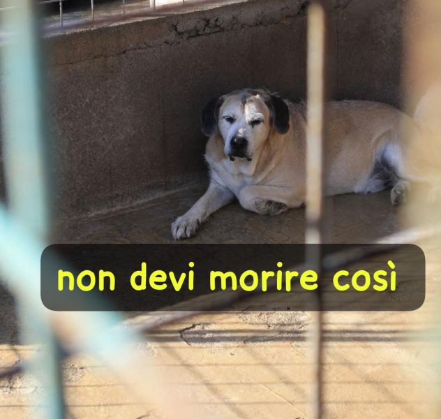 DANTE 11 ANNI TAGLIA MEDIA GRANDE - Foto 3