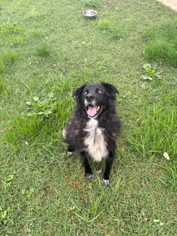 JACK dolcissimo e socievolissimo CAGNOLINO IN ADOZIONE - Foto 6