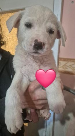 CUCCIOLI IN CANILE - Foto 5