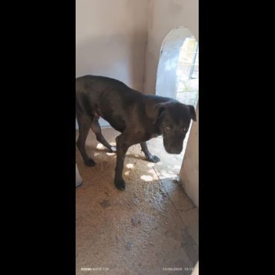 MOSE' ha appena un anno, 12 chili, cerca casa. Cagnolino in adozione. - Foto 2