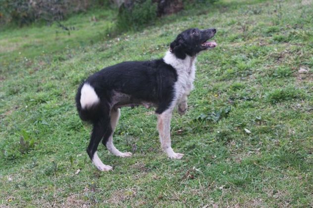 PATTY, quel che resta di un border collie - Foto 5