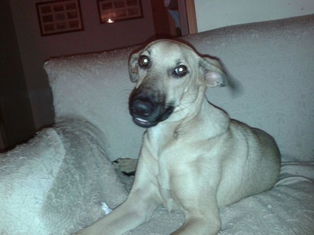 Stupenda cucciola in cerca di casa - Foto 2