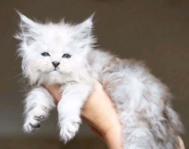 GATTINI MAINE COON Unico! - Foto 2