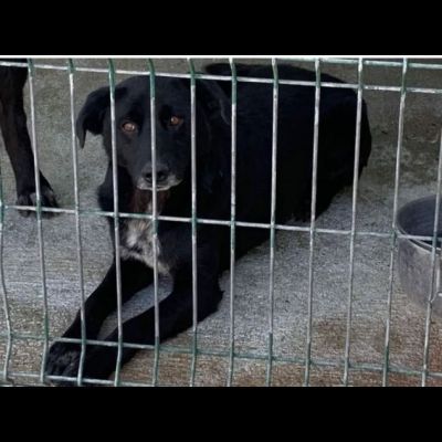 HUGO 15 chili di dolcezza e amorevolezza cagnolino in adozione - Foto 2
