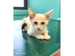 Fidel, tenero gattino cerca casa