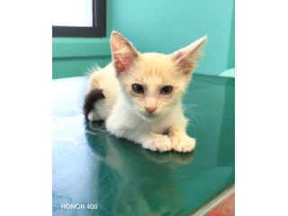 Fidel, tenero gattino cerca casa