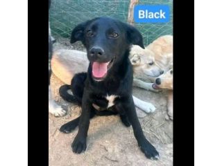 ALBA BLACK THOR IVAN CUCCIOLI IN ADOZIONE