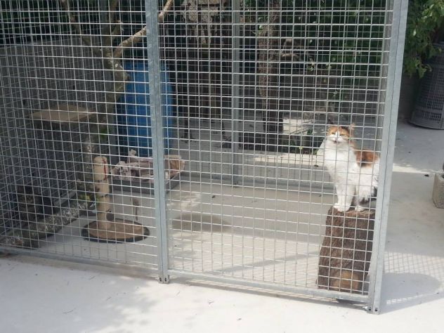 Pensione per cani - Foto 2