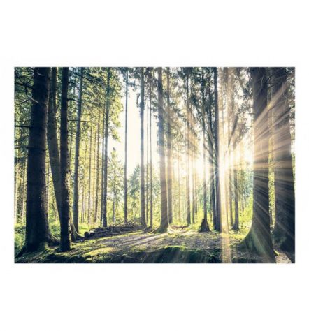 Fotomurale Adesivo In Una Foresta Soleggiata Arredalacasa - Foto 2