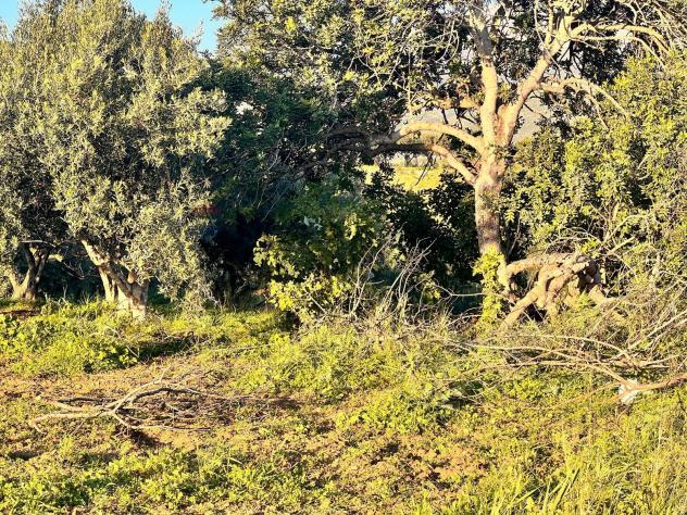Terreno in vendita a Partinico - Foto 3