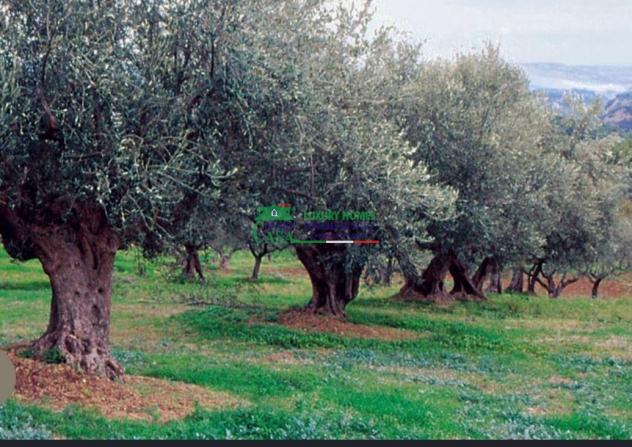 Rif:2724 Terreno agricolo di 18.000 mq con uliveto e agrumeto in vendita a Comiso - Foto 5