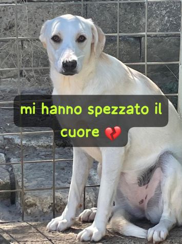 EMMA 2 ANNI SIMIL LABRADOR
