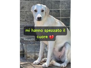 EMMA 2 ANNI SIMIL LABRADOR