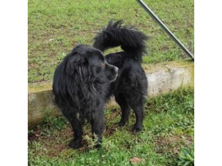 CANE IN ADOZIONE: NADAL, adorabile tenerone.