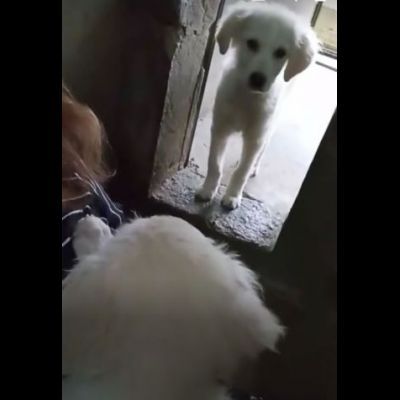 TICO E TACO MERAVIGLIE DI CUCCIOLI MIX GOLDEN/PMA IN ADOZIONE - Foto 4