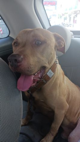 Pitbull 4ANNI SPLENDIDO BUONISSIMO NAPOLI SOS - Foto 3