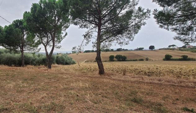 ZONA PILA CASALE RUSTICO DI CIRCA 450 MQ DA RISTRUTTURARE CON TERRENO DI CIRCA 3500 MQ E OLTRE. - Foto 9