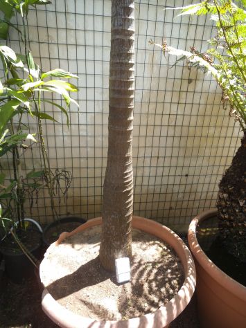 ARCHONTOPHOENIX CUNNINGHAMIANA - Foto 2