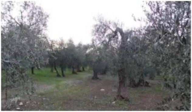 Immobile in asta di 75542 m² in vendita a Bitonto - Foto 8