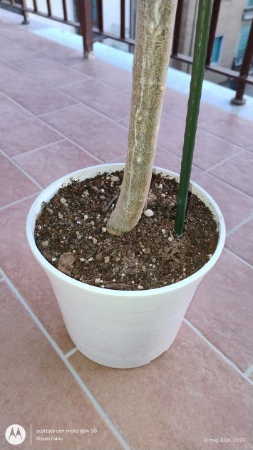 PIANTA Plumeria (Frangipani) - Foto 3