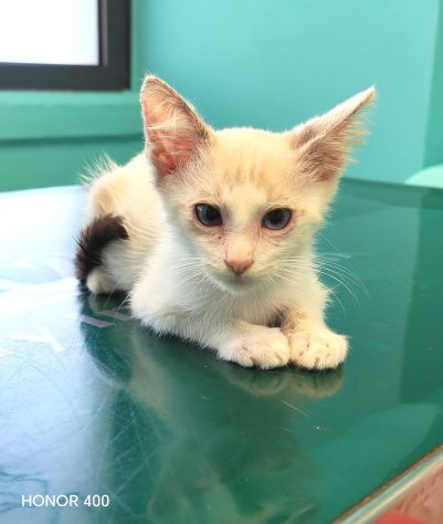 Fidel, dolce gattino cerca casa - Foto 2