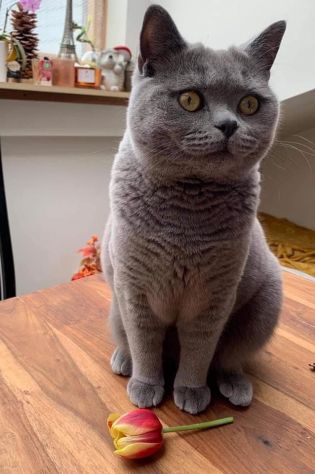 British shorthair blue - allevamento selezionato