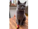 British shorthair blue - allevamento selezionato
