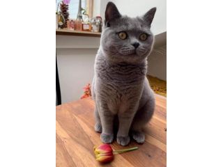 British shorthair blue - allevamento selezionato