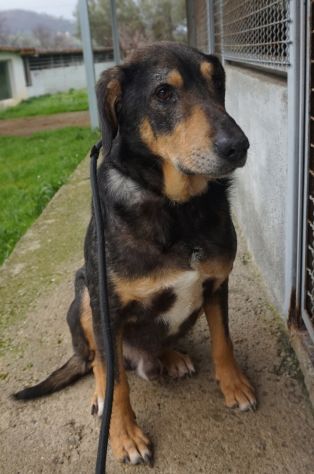 STILTON CERCA SALVEZZA CANE IN ADOZIONE - Foto 2