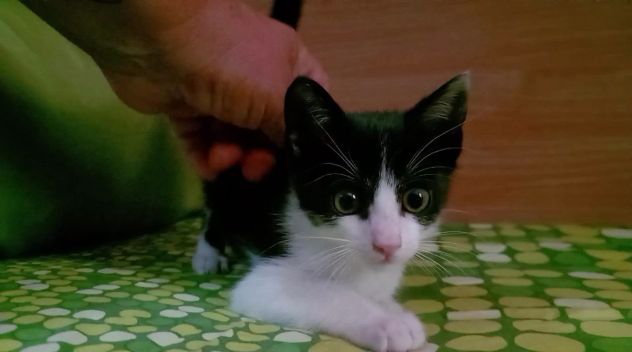 FELIX, adorabile micino in adozione - Foto 8