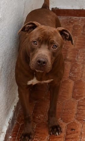 RED AMSTAFF 2 ANNI - Foto 6