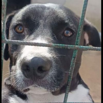 SILVESTRO DESIDERIO DI CAREZZE CANE IN ADOZIONE