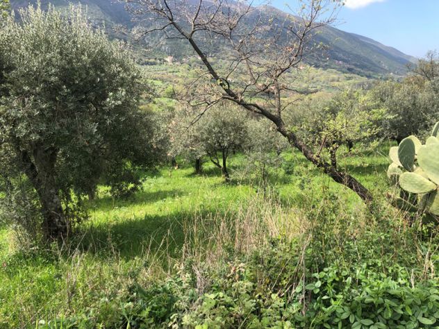 Roccadaspide loc. Fonte terreno agricolo - Foto 7