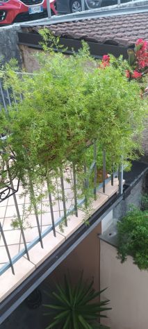 PIANTE ASPARIGINE - Foto 5