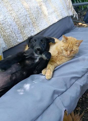 MARA & MIA, scricciole dolcissime! Amano i gatti! - Foto 8
