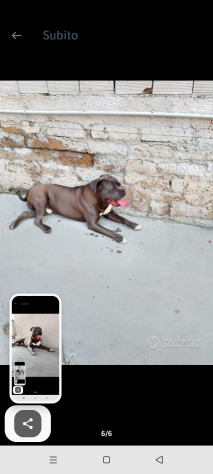 American bully - Foto 2