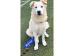Rocco 2anni bellissimo SOS SICILIA