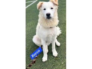 Rocco 2anni bellissimo SOS SICILIA