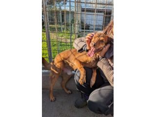 BROWNY - cane di 9 anni - taglia media