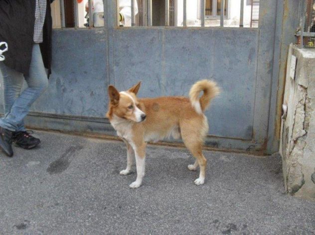 GIACOMINO, dolce cagnolino in pericolo - Foto 5